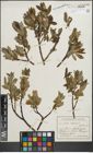 Foto von Salix hastata L.